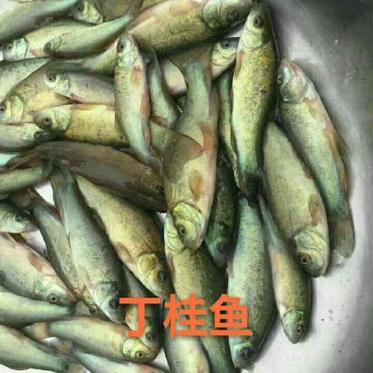 博罗县丁桂鱼苗