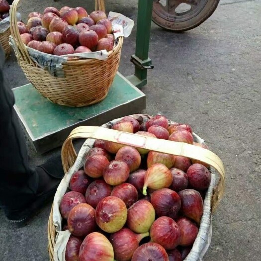  波姬红无花果树苗