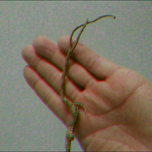 包头北柴胡