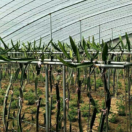 泰安红玉火龙果苗 红心火龙果
