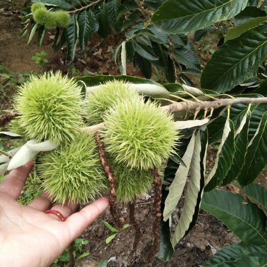 泰安大红袍板栗苗 板栗苗