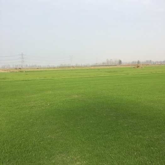 凤台县果岭草 