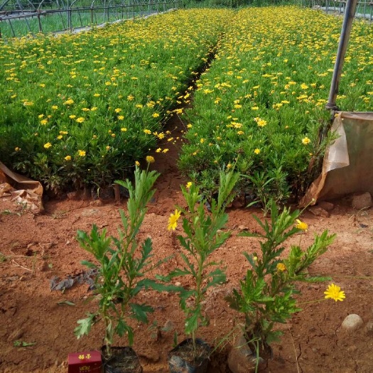 宜良县木春菊苗  云南木春菊批发