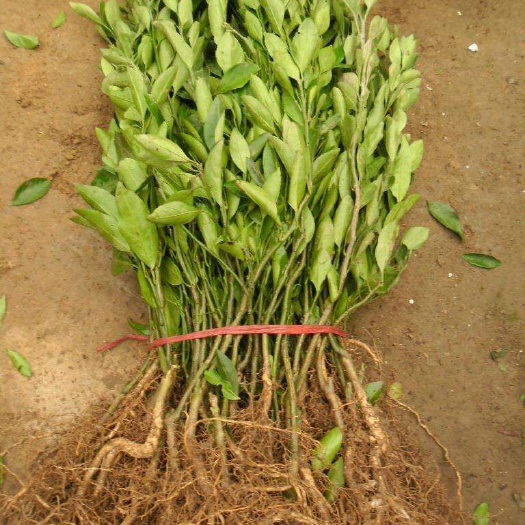 泰安蜜桔