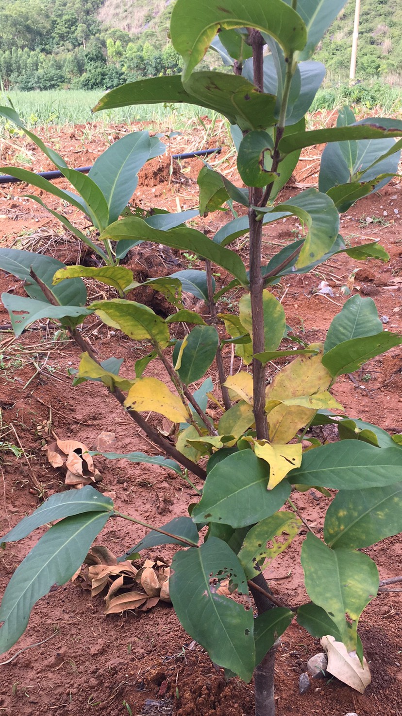 李老師您好剛剛移栽的黑糖芭比蓮霧早晩都有淋水有些葉子變黃是什麼