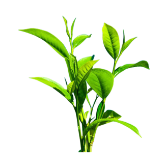 绿茶树苗
