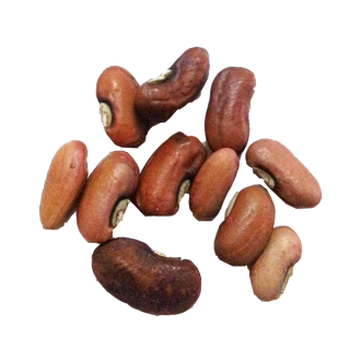 油豆角种子