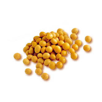 黄豆种子