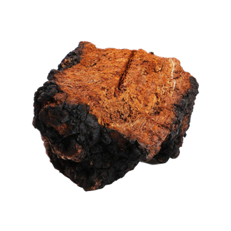 樺樹(shù)茸