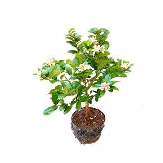 青檸檬苗