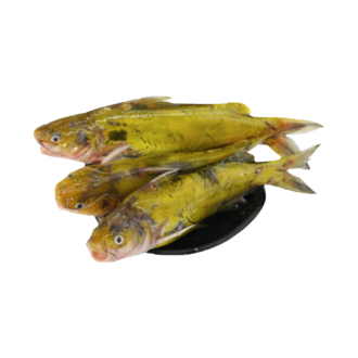 池塘黄颡鱼