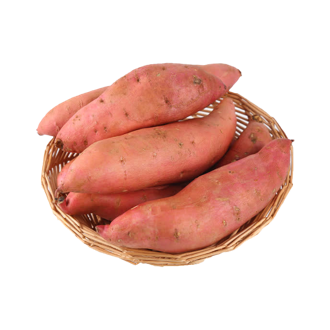 天目馨香红薯苗