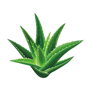 蘆薈