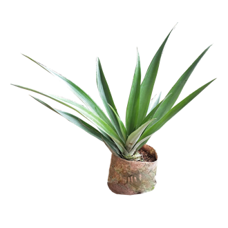 皇后菠蘿苗
