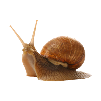 蝸牛