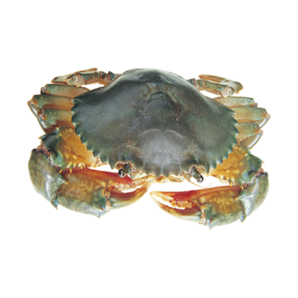 青蟹