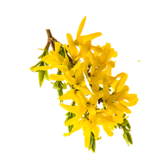 迎春花