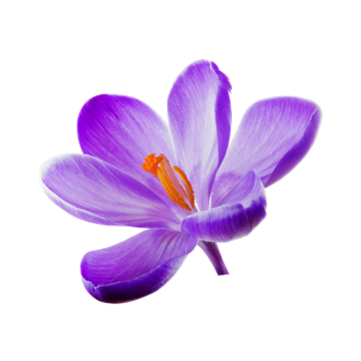丁香