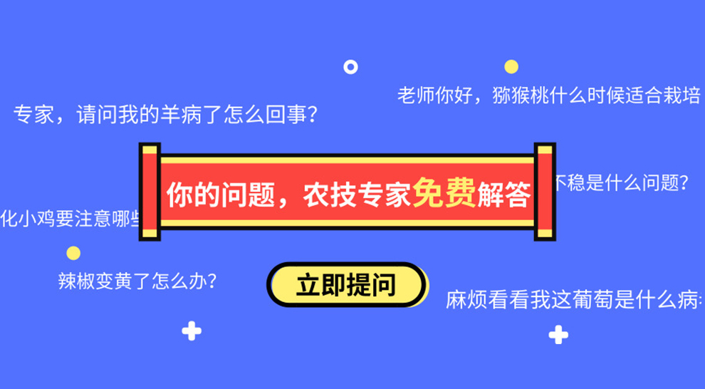 種植辣椒要想高產(chǎn)，這三點(diǎn)很重要-圖片版權(quán)歸惠農(nóng)網(wǎng)所有
