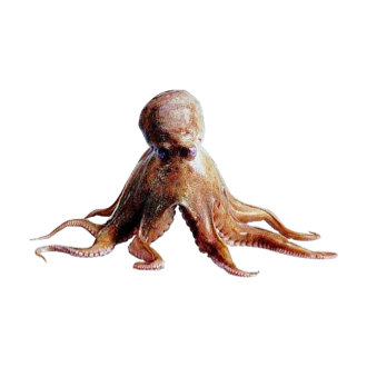 章魚(yú)