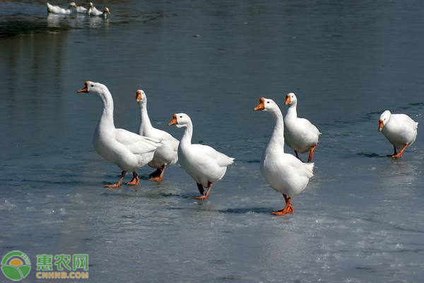 黑龙江大白鹅价格多少钱一斤？大白鹅养殖前景怎么样？