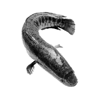 黑魚