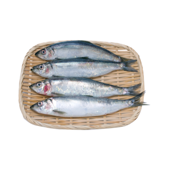 毛刀魚(yú)