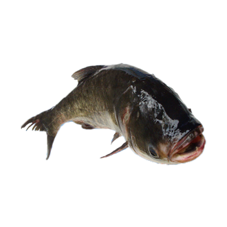 白鰱魚