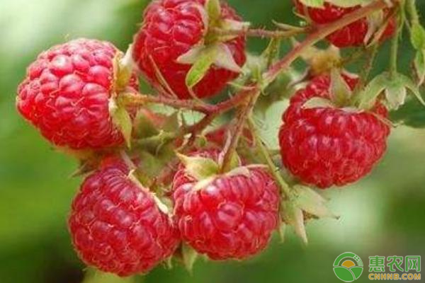 山莓和覆盆子是一种东西吗？山莓的营养价值有哪些？
