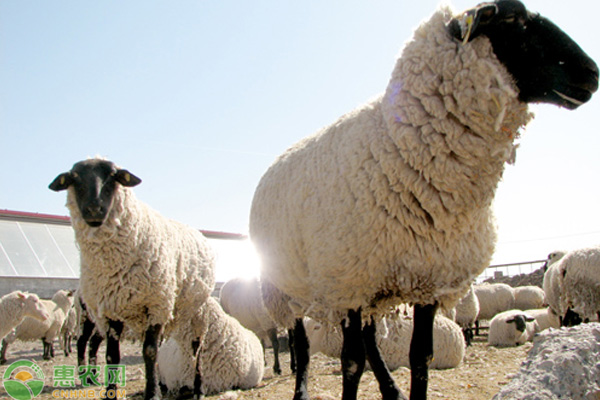刚下的羊羔要打什么疫苗好？注意事项有哪些？