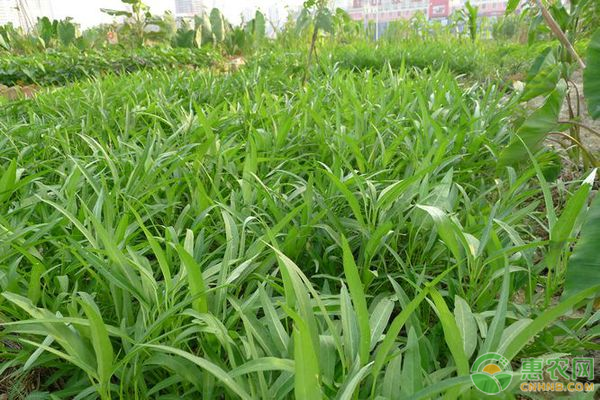 空心菜的功效及食用禁忌