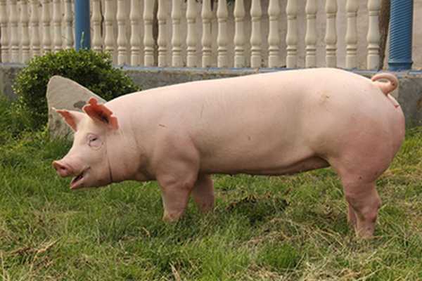 大白猪的品种介绍,大白猪与长白猪的区别