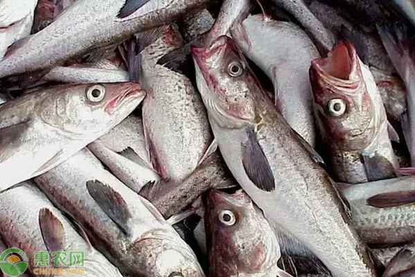 阿拉斯加狭鳕鱼该怎么烹饪？阿拉斯加狭鳕鱼的营养价值