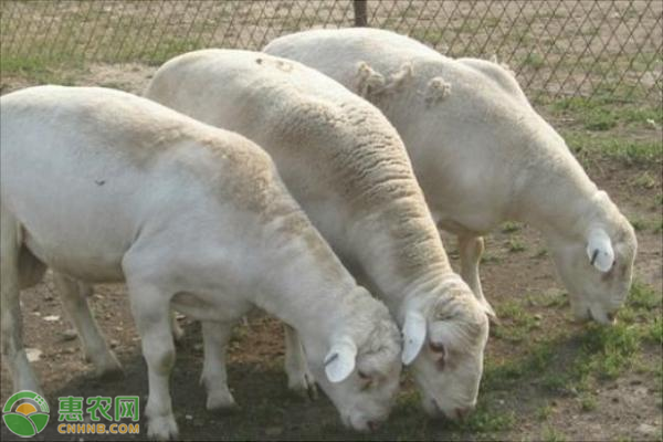 2020年肉羊多少钱一斤？肉羊养殖利润及前景分析