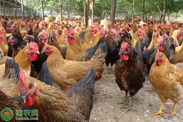 2020年土鸡价格多少钱一斤？林地养土鸡的前景分析