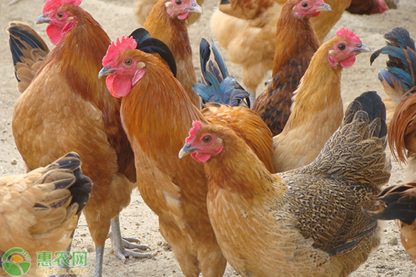 2020年土鸡价格多少钱一斤？林地养土鸡的前景分析