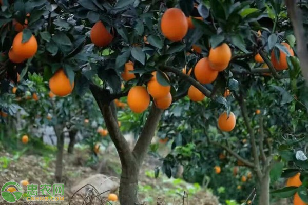 长虹橙子产地在哪里？橙子的功效与作用有哪些？
