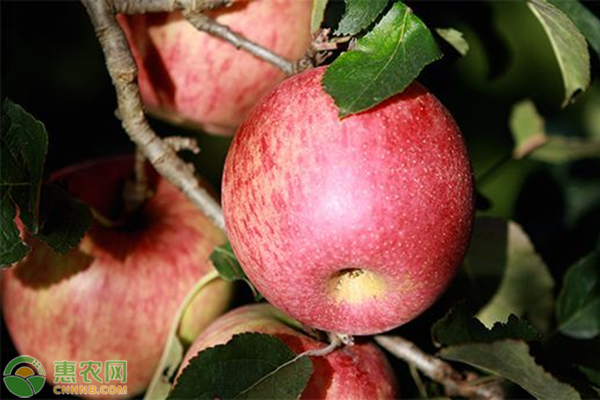 丑苹果为什么叫丑苹果？丑苹果什么时候成熟？如何挑选？