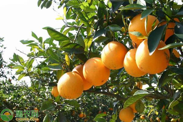 正宗麻阳冰糖橙多少钱一斤？为何麻阳能盛产优质冰糖橙？