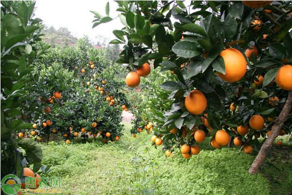 湖南郴州永兴冰糖橙多少钱一斤？冰糖橙的功效与作用