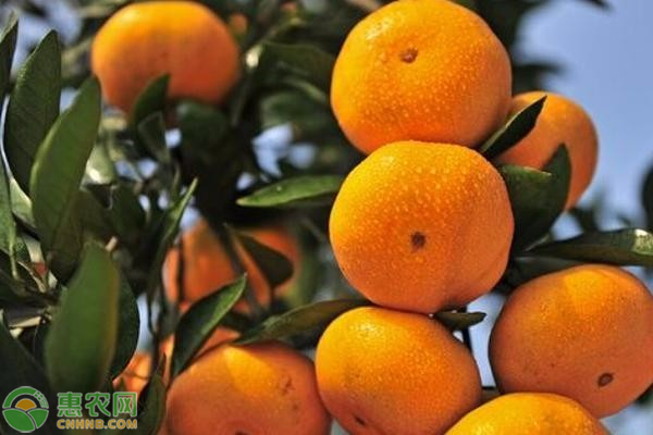爱媛38号是橘子还是橙子？橙子皮泡水喝有什么功效？