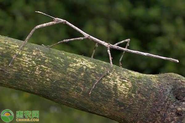 中国巨竹节虫长什么样子？有多长？是害虫么？
