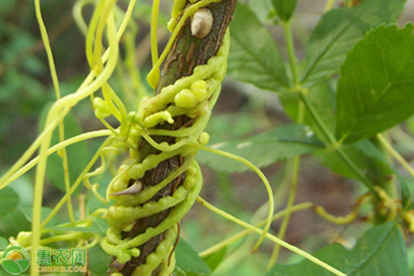 菟丝子价格多少钱一公斤？菟丝子种植效益及前景分析