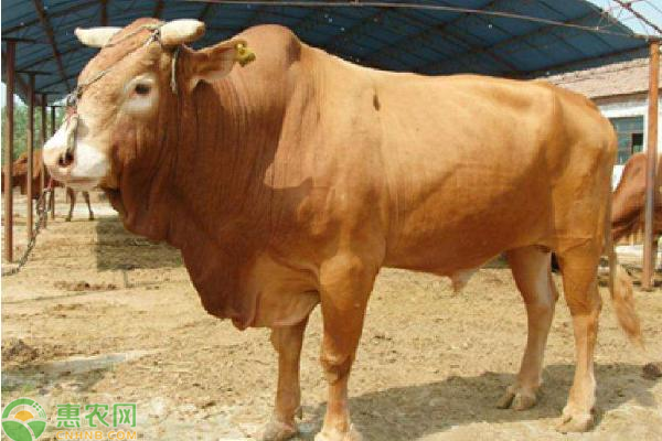 鲁西黄牛和西门塔尔牛哪个好？
