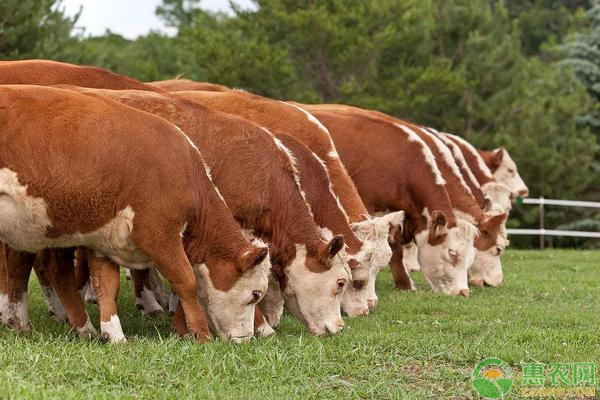 如何降低肉牛养殖成本？养一百头肉牛的利润与成本分析