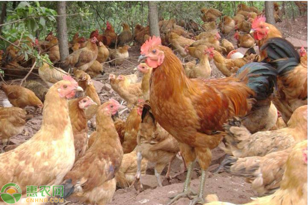养一百只地鸡能挣多少钱？哪些因素会影响养鸡利润？