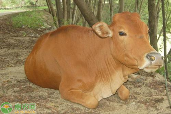 南方土黄牛一年有多重？土黄牛与杂交牛有哪些区别？