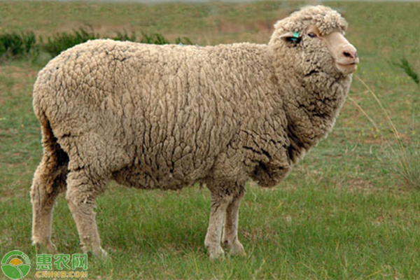 内蒙古绵羊品种图片