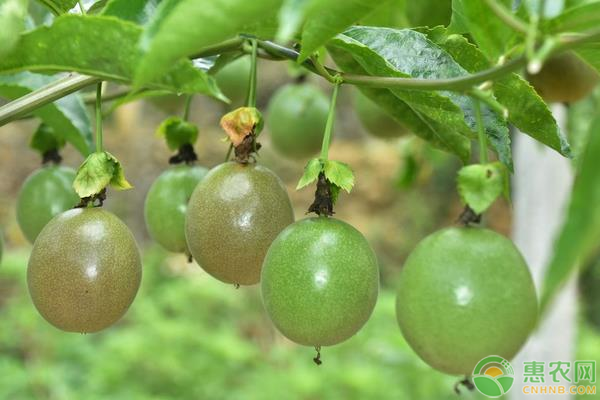 百香果定植、搭架、修剪、施肥管理要点-图片版权归惠农网所有