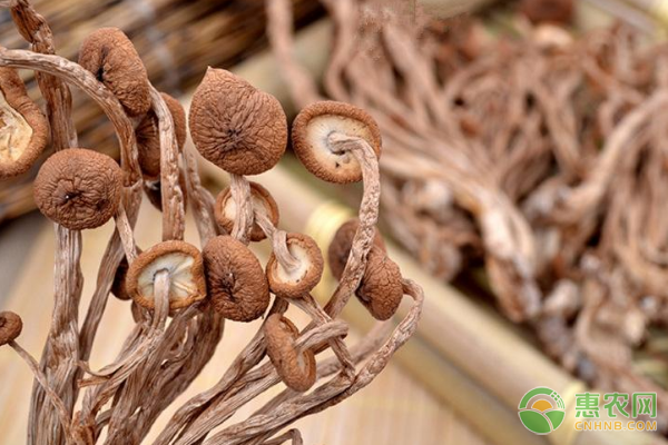茶樹菇種植技術與管理-圖片版權歸惠農網所有
